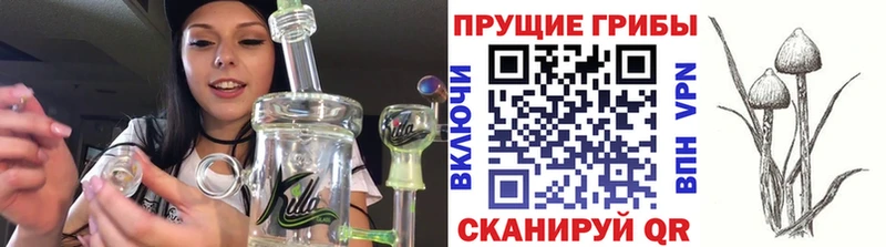 Галлюциногенные грибы Psilocybine cubensis  Старая Русса 